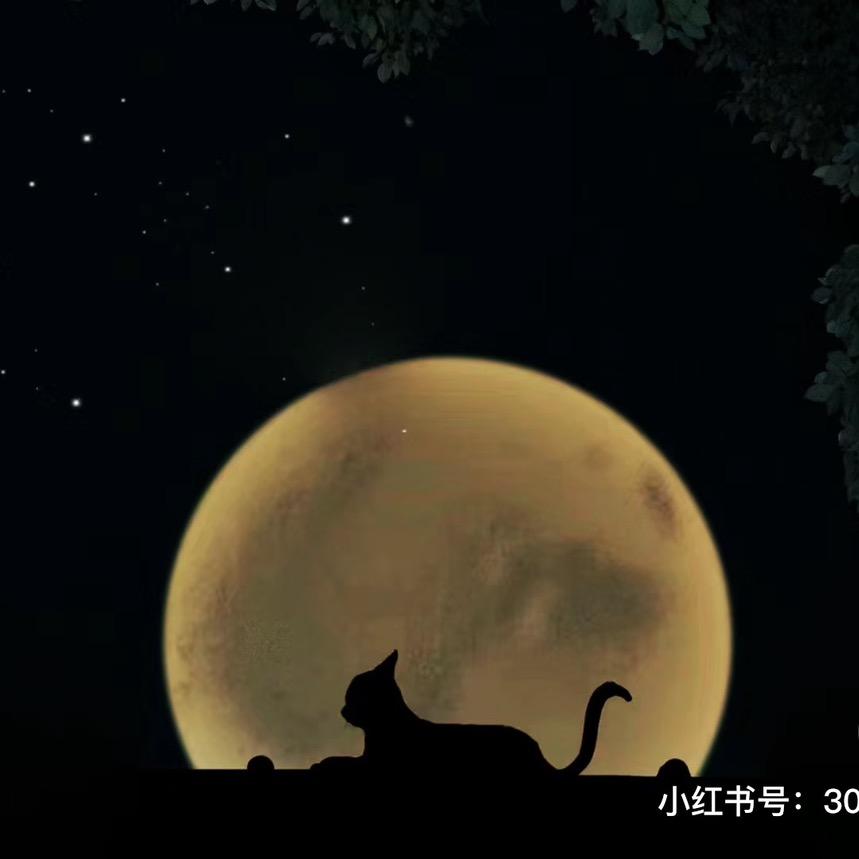 月亮上的猫