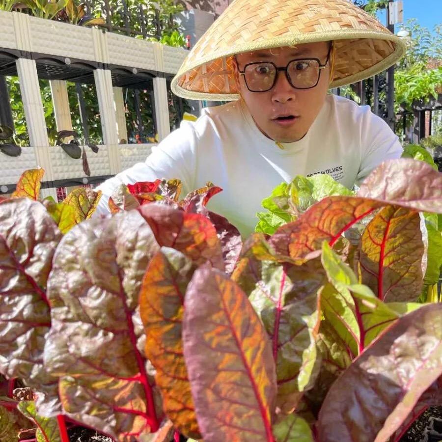 豆哥教种菜