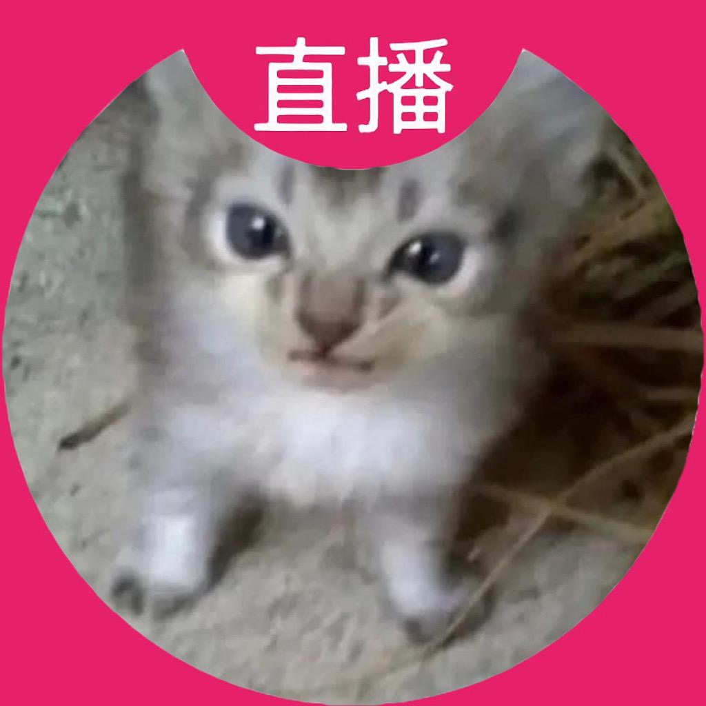 农村猫