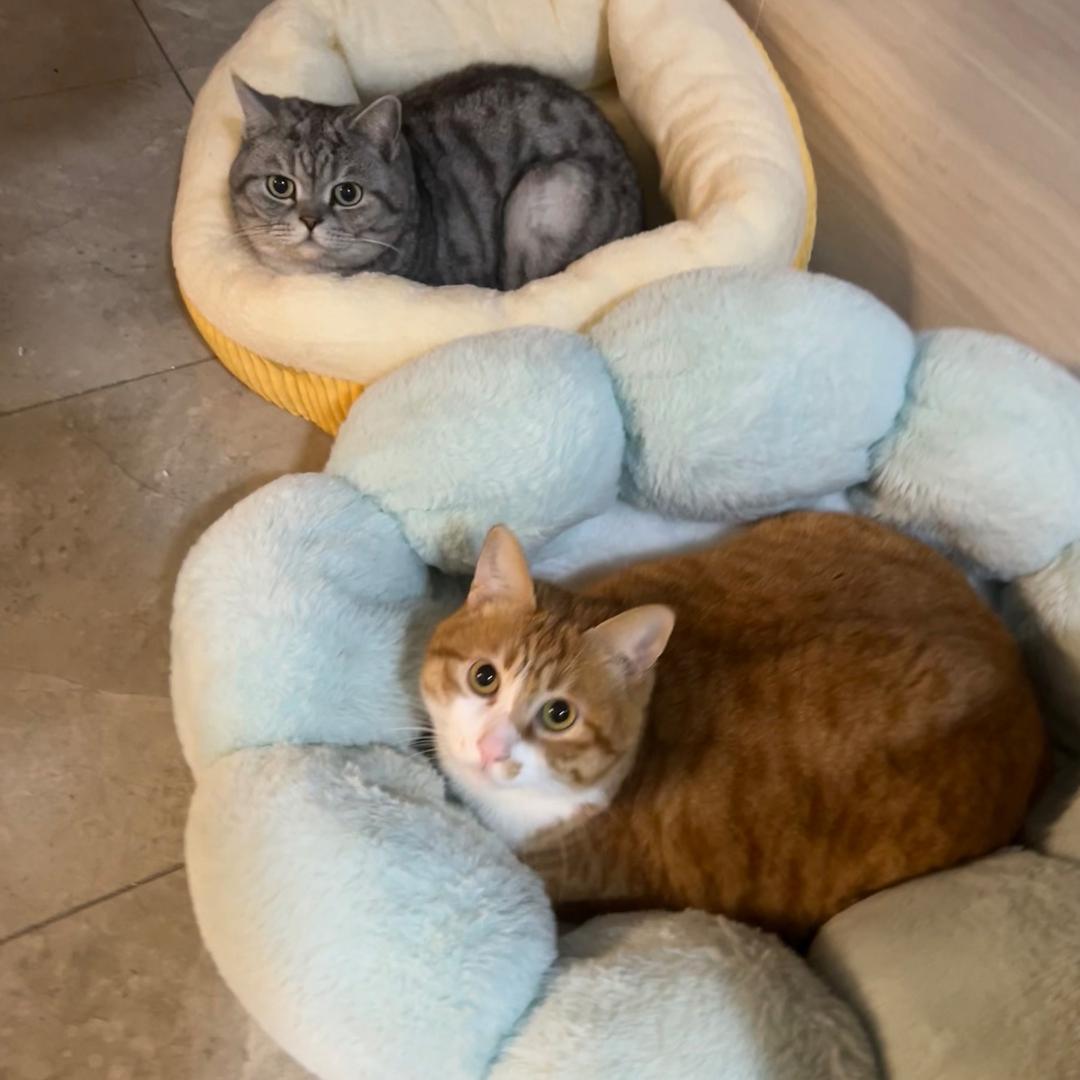 大师噔噔（见过田曦薇版）