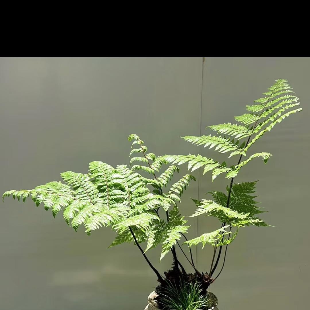 植光绿植