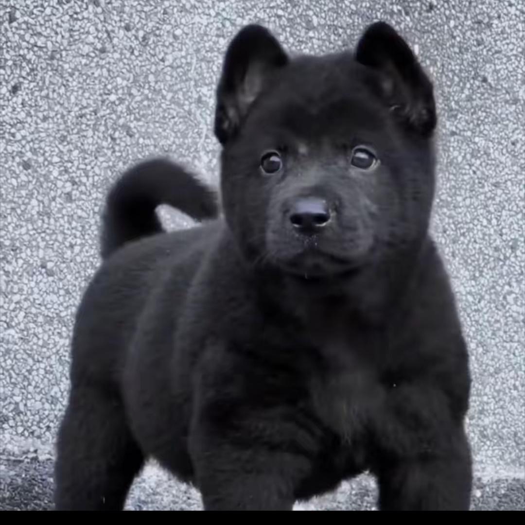 二哥田园犬