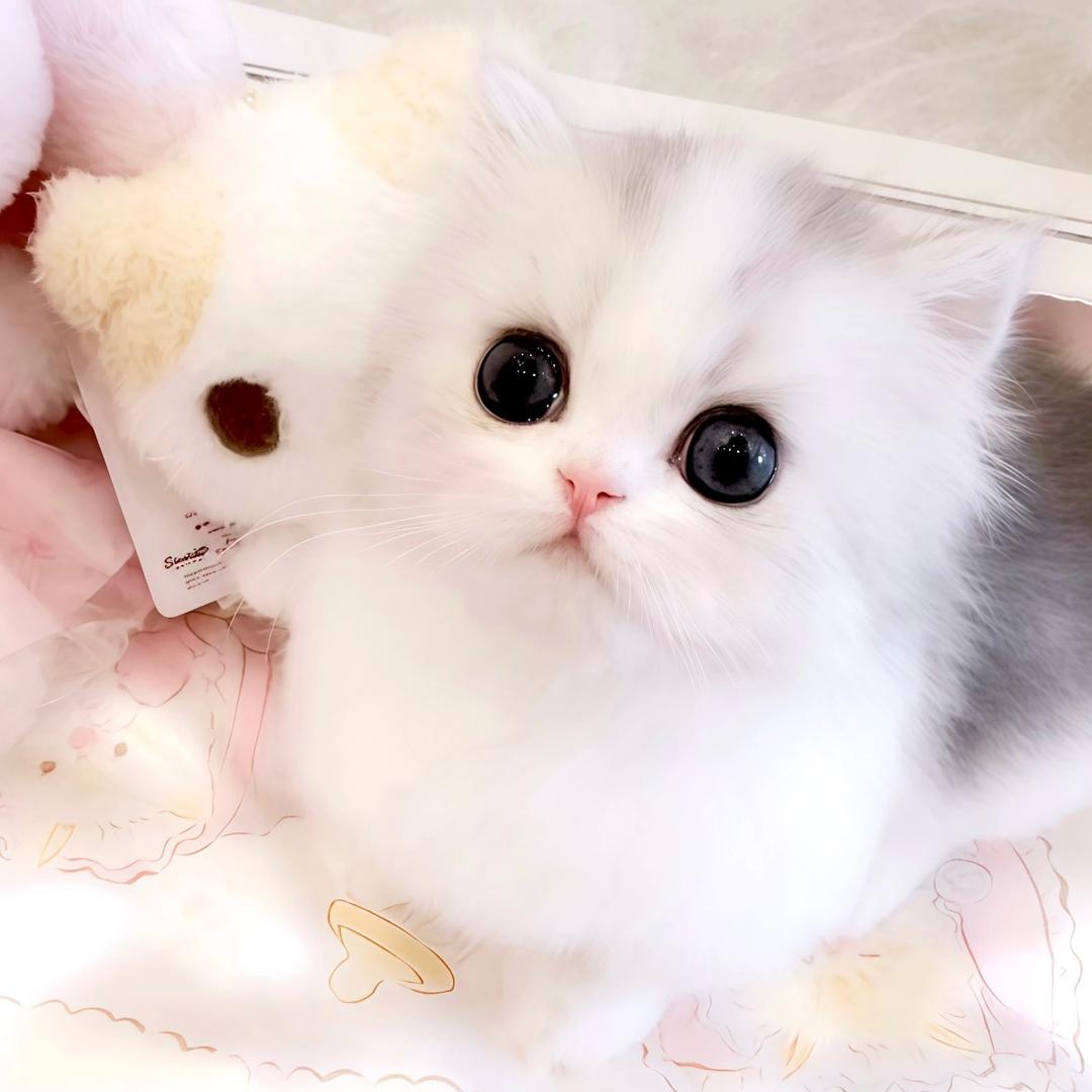 7崽