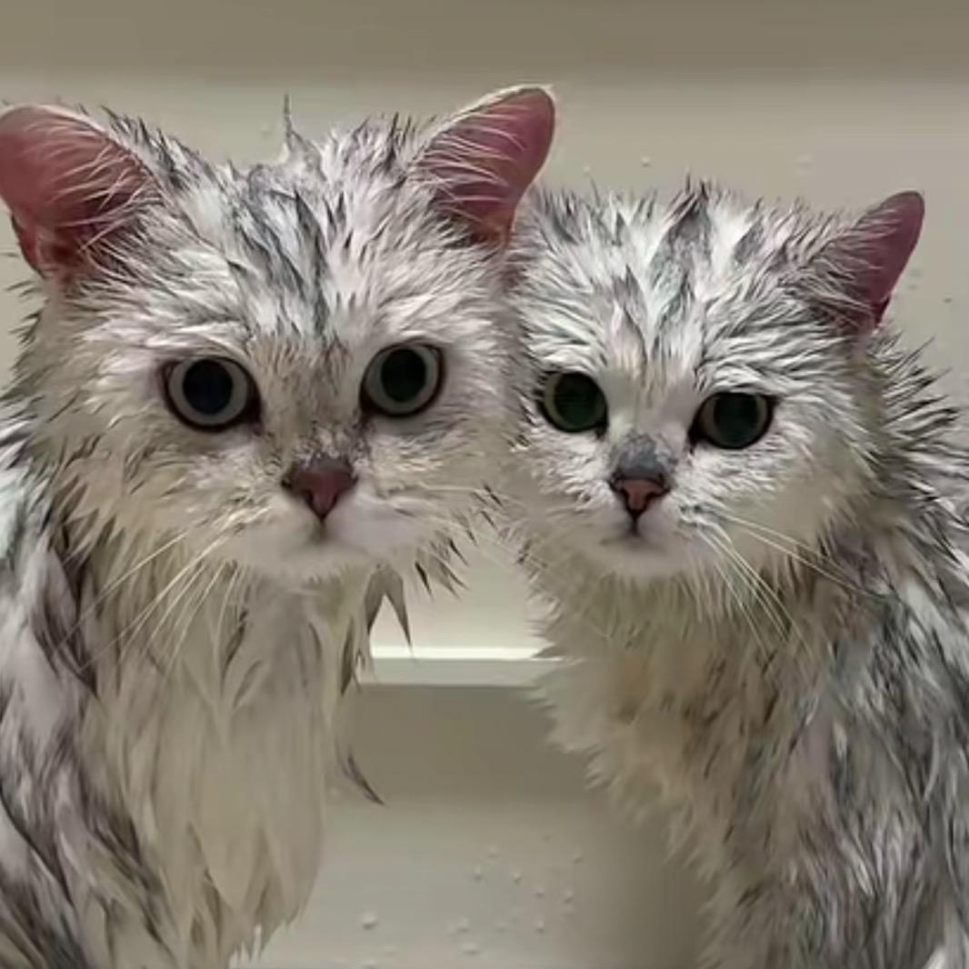 土豆你个洋芋🎄