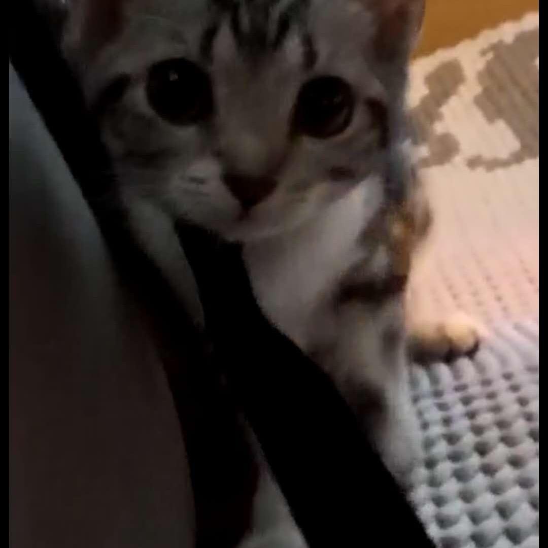 Boox