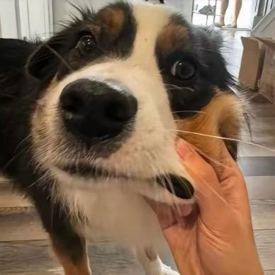 唱歌爱打托马斯