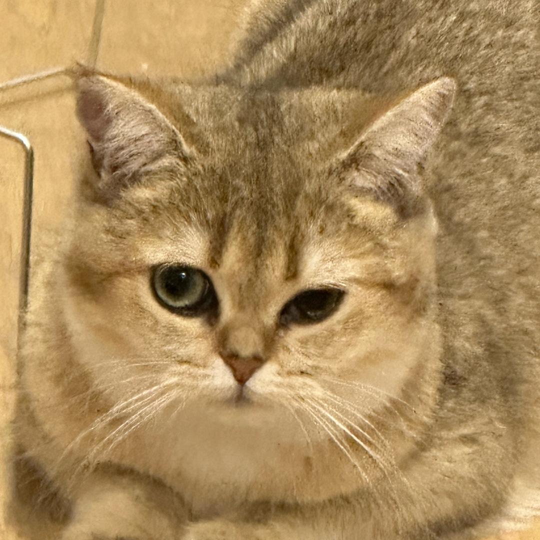 海岛岛主的来财