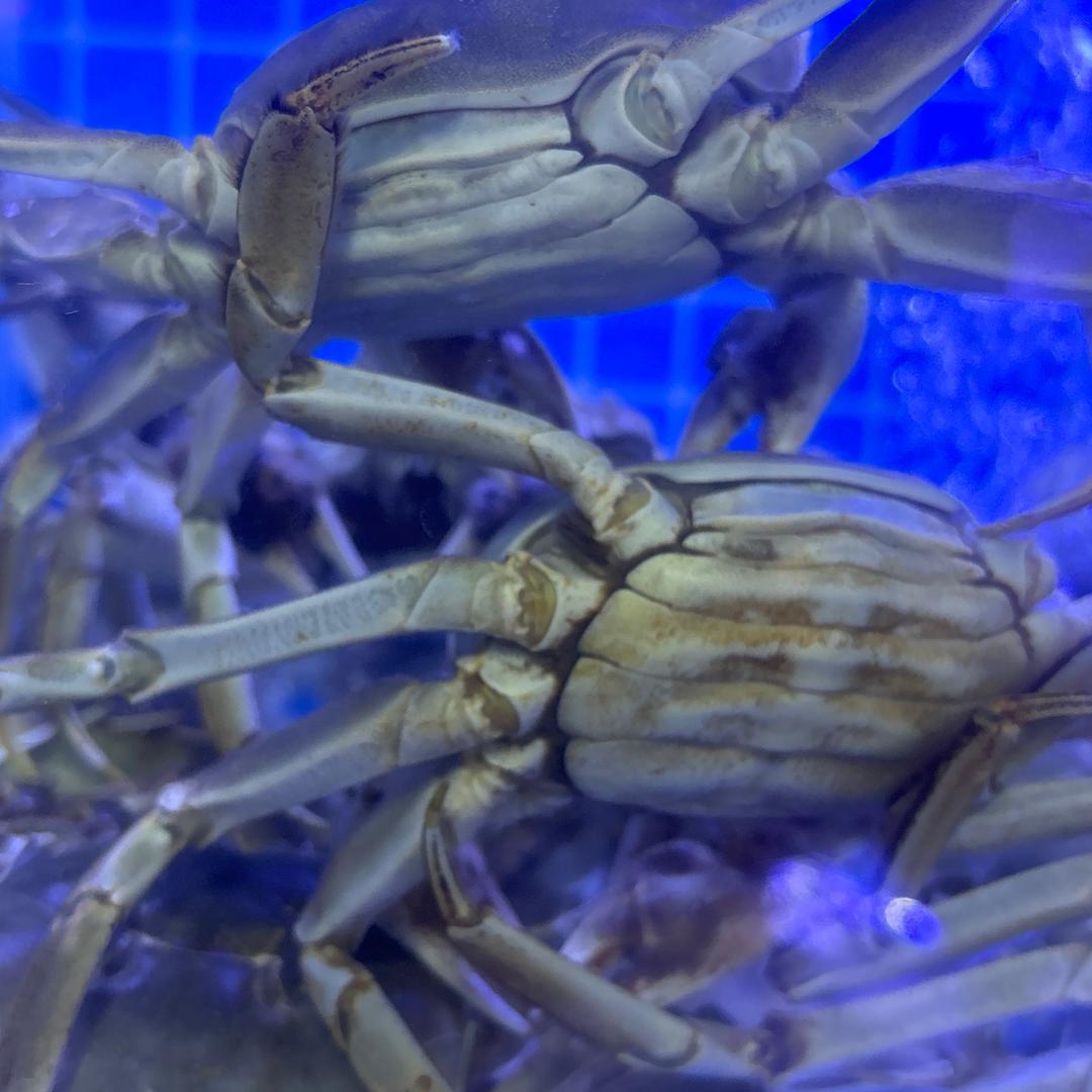 大闸蟹批发小时达