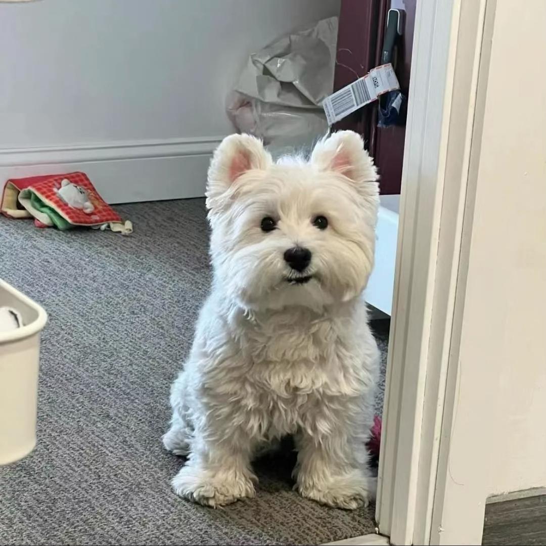 菠萝大弟