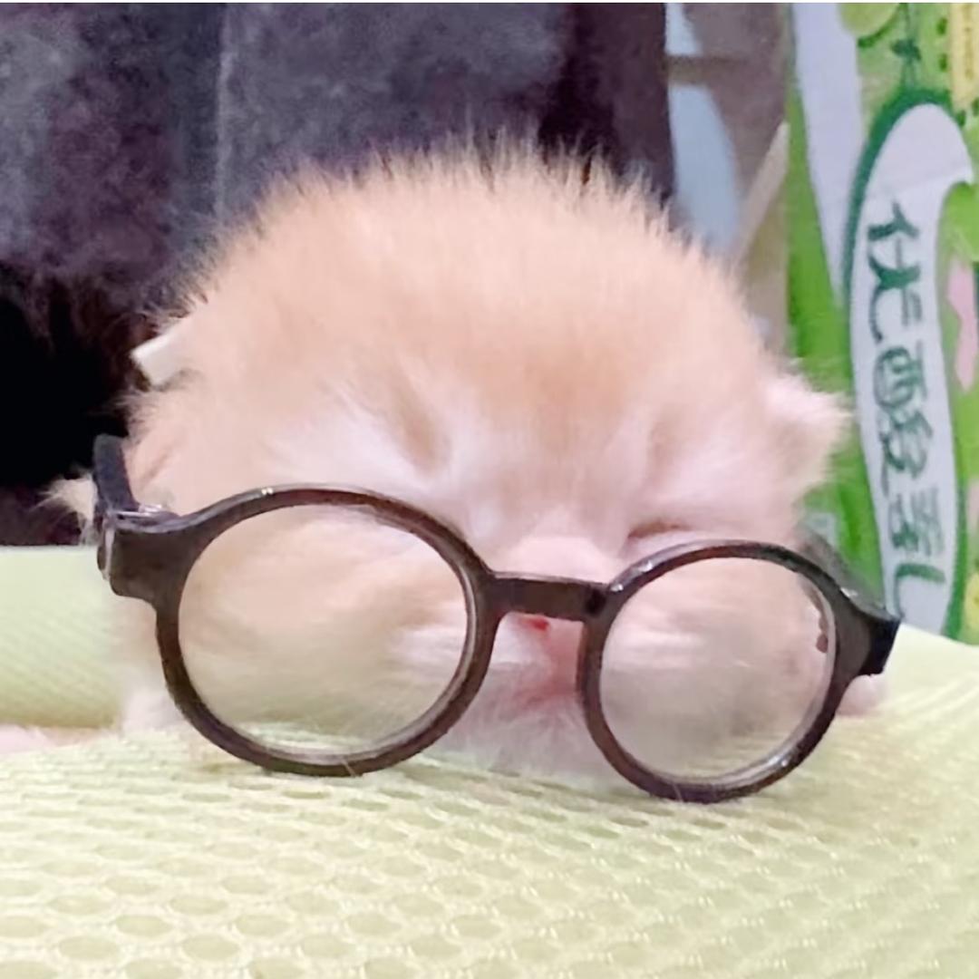 我是小猫