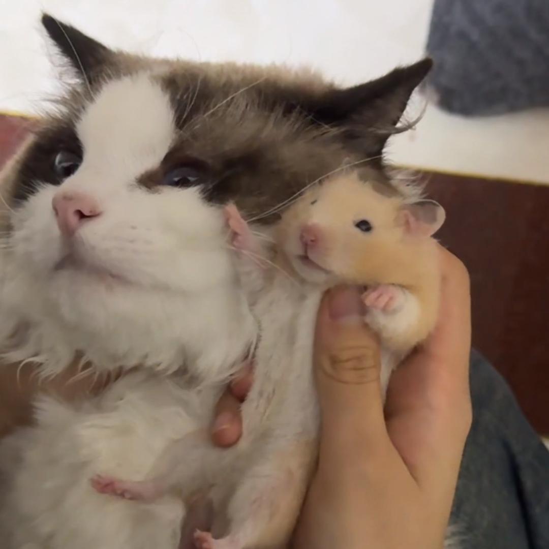 社恐富贵🐱负蛋少爷🐭