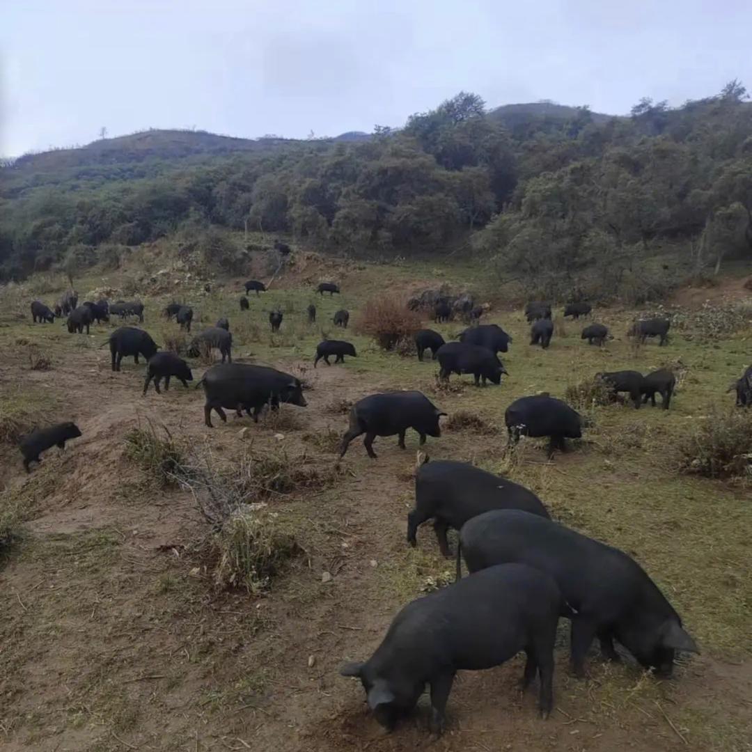 沐泽农场1