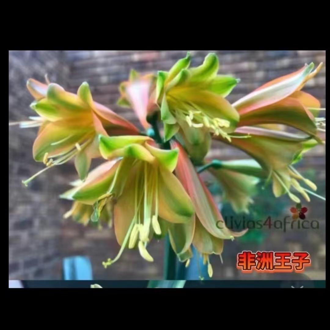 蜕变异花君子兰