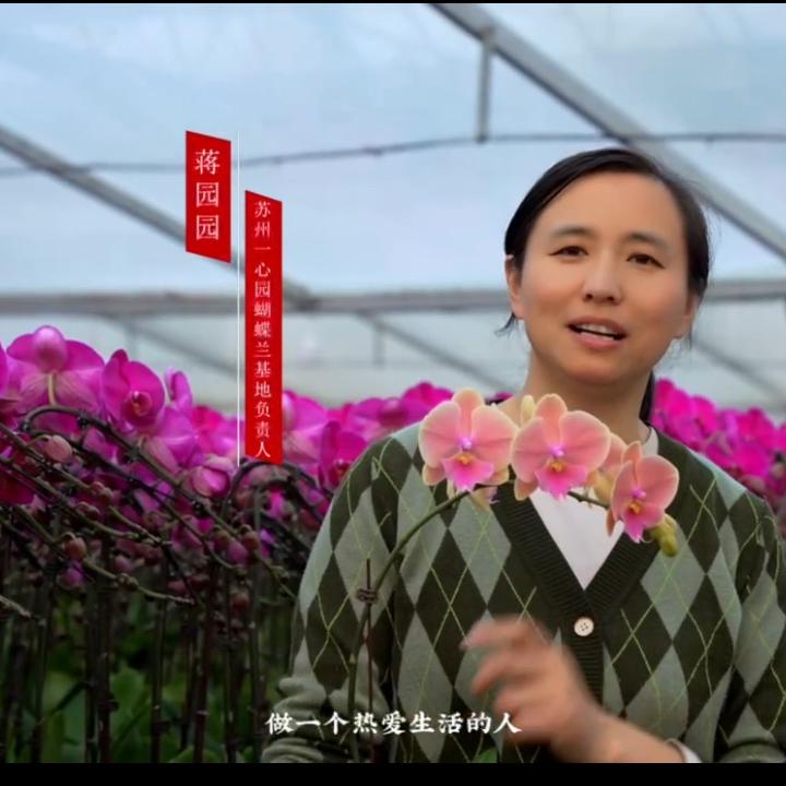 一心园蝴蝶兰