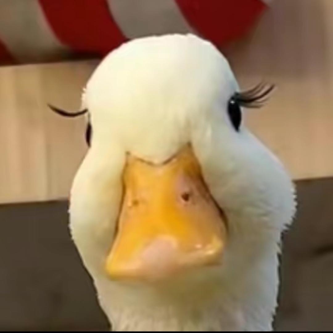 笨蛋科科🥚