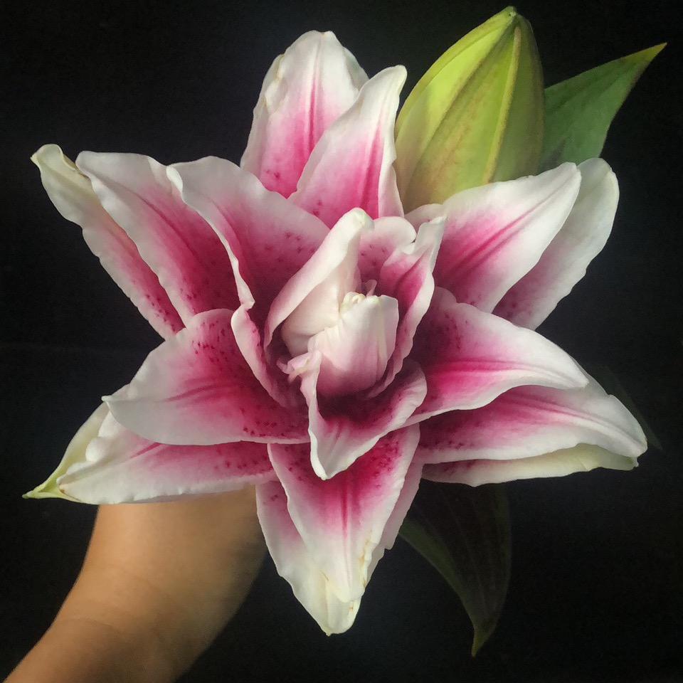 云南花领域电子科技有限公司的小店遇见花盒