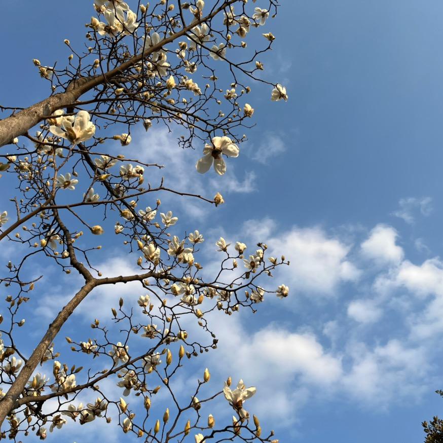一颗pang芋圆