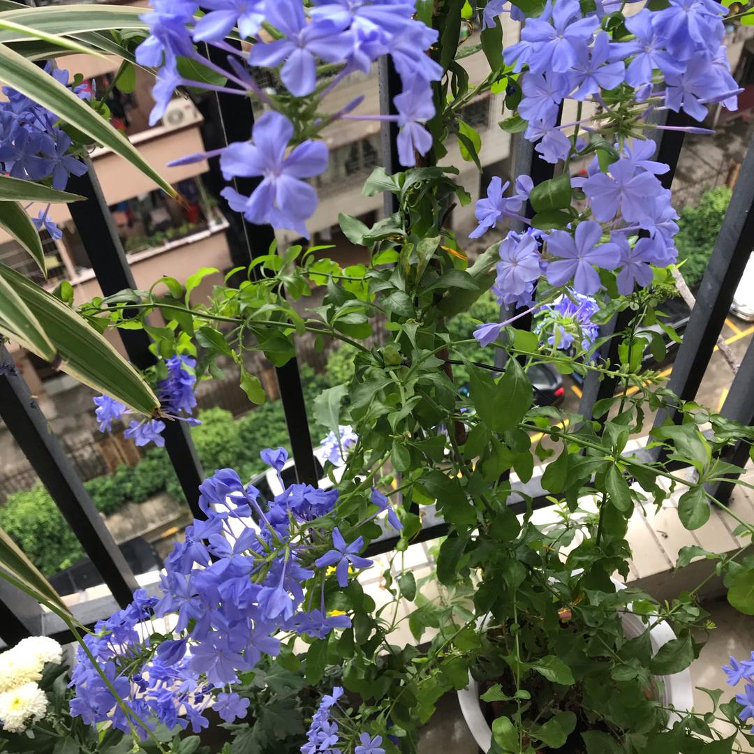 蓝雪花