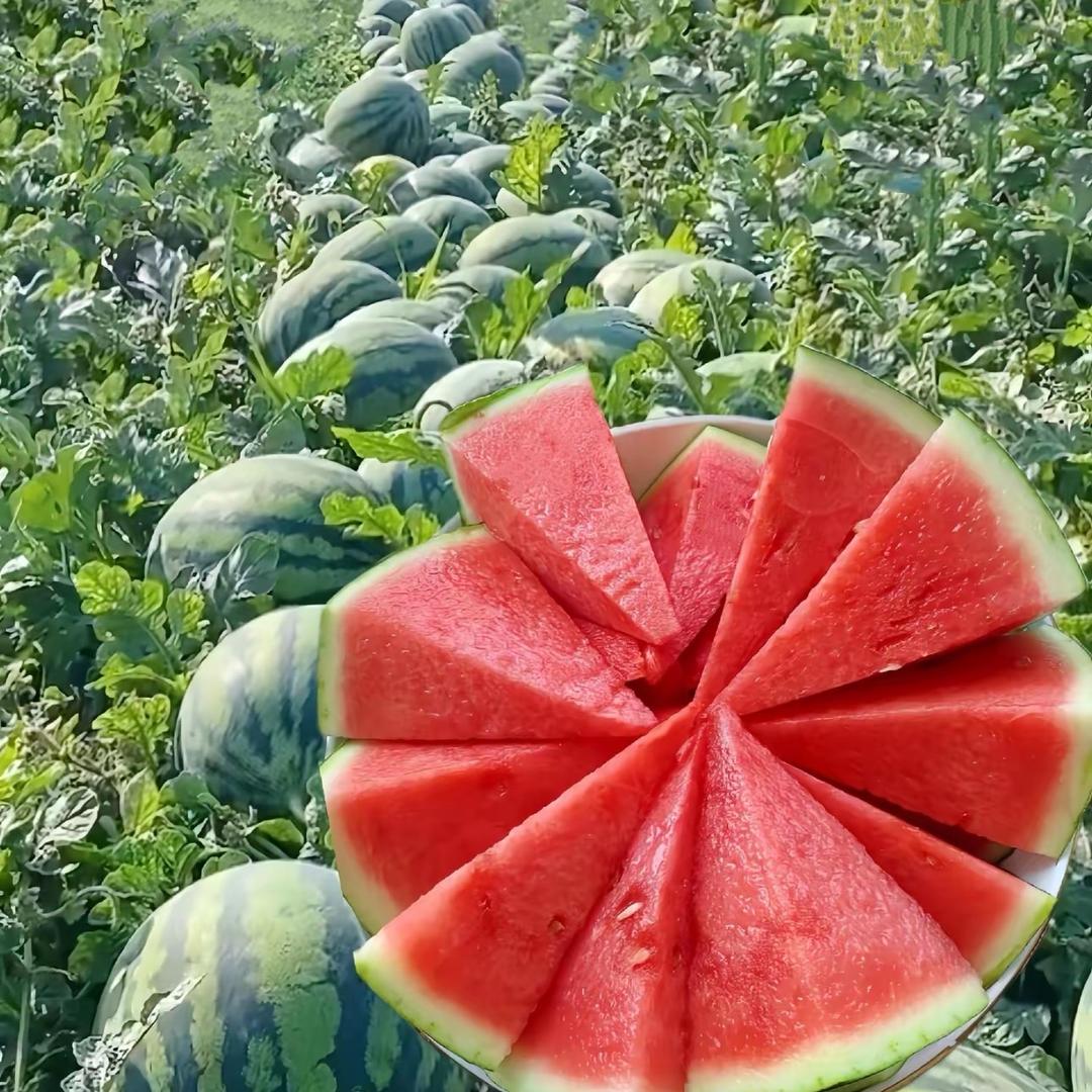 西瓜大王🍉