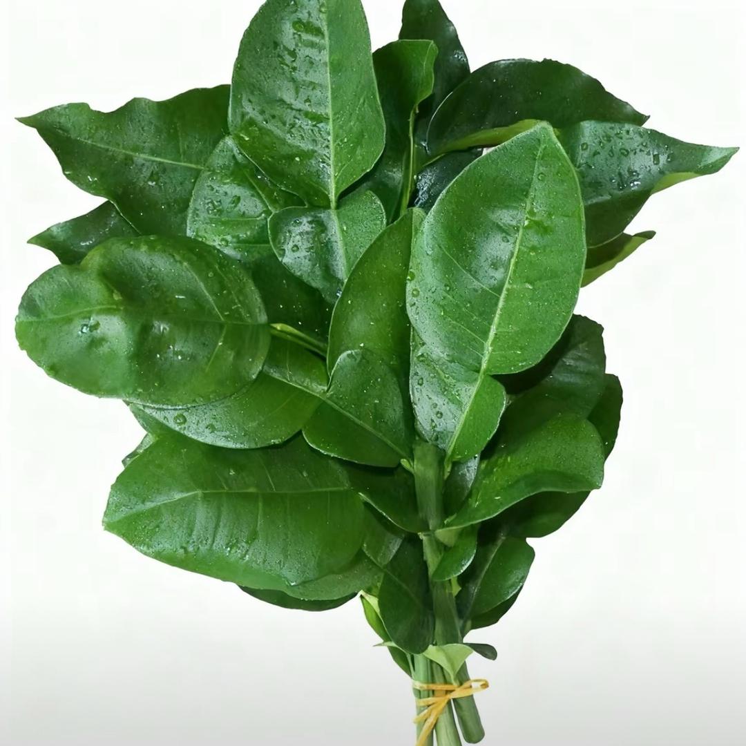 面包布蕾蛋🥚（去霉运版）