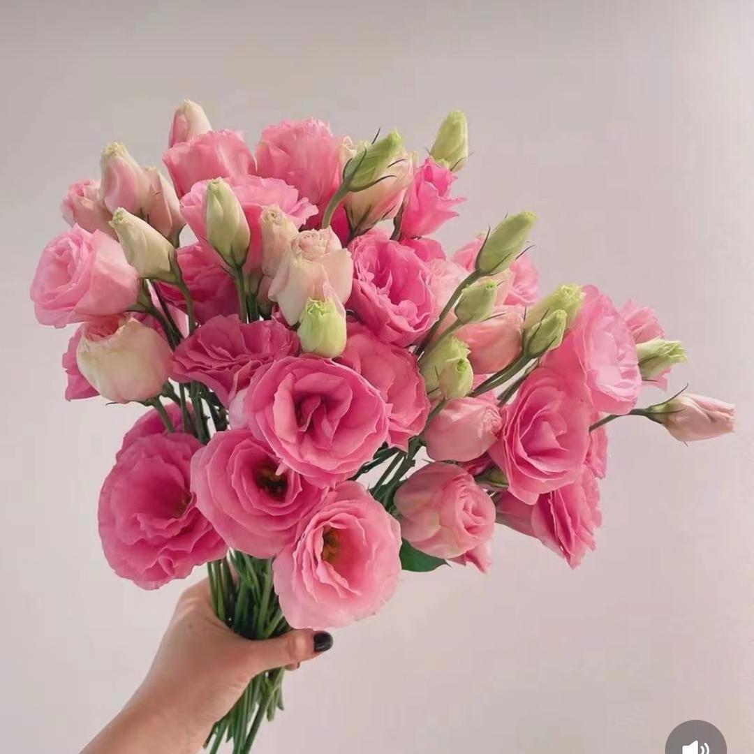 英子🌸🌸