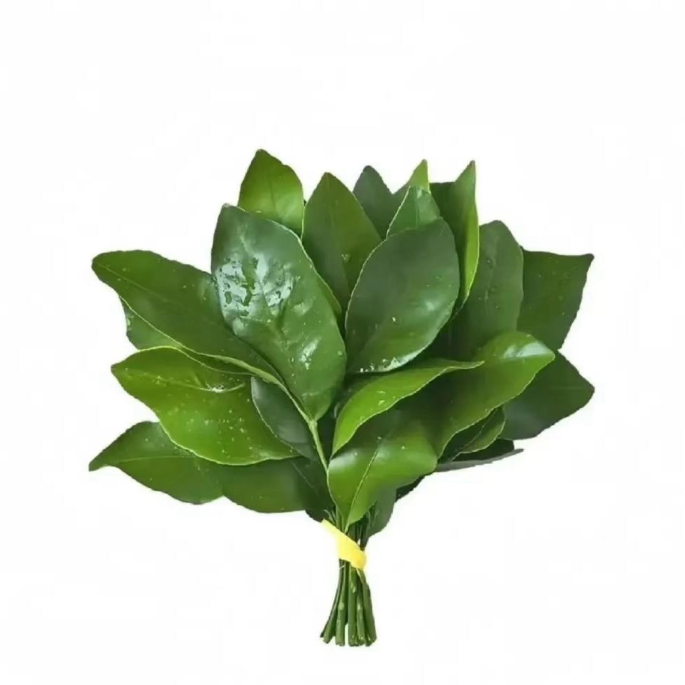 七糖李
