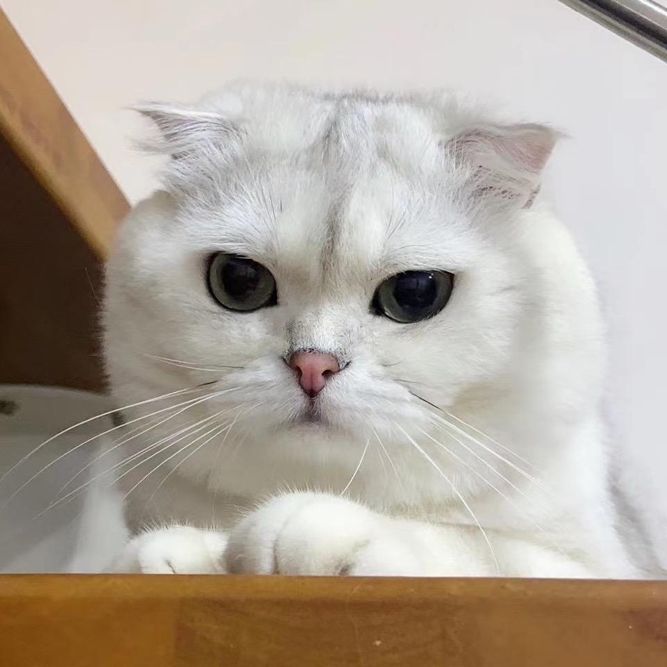 放饭啦快跑