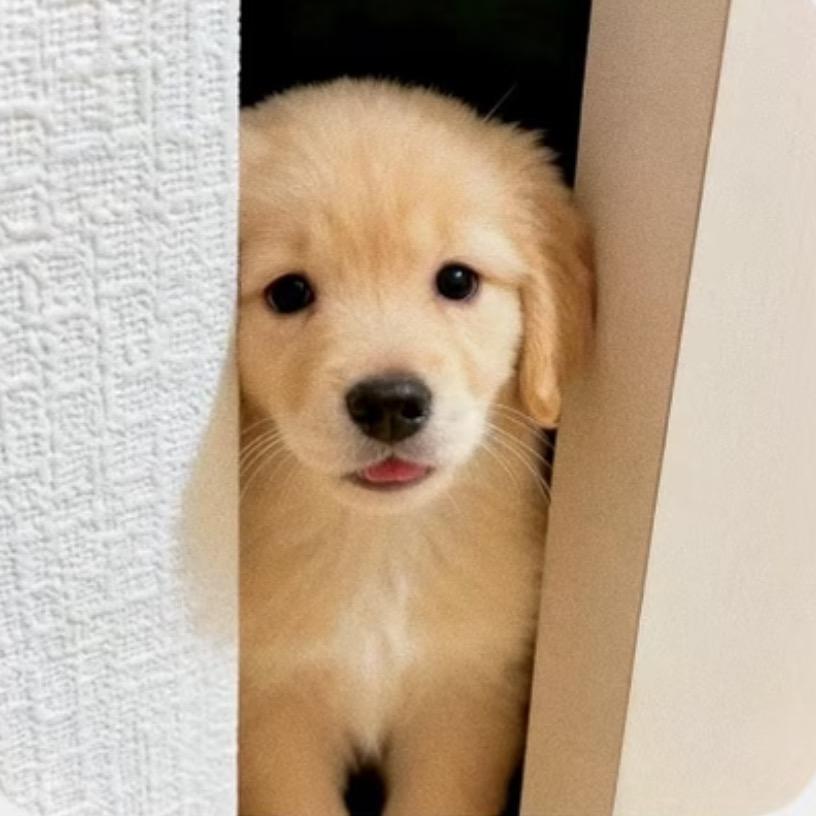 TvT