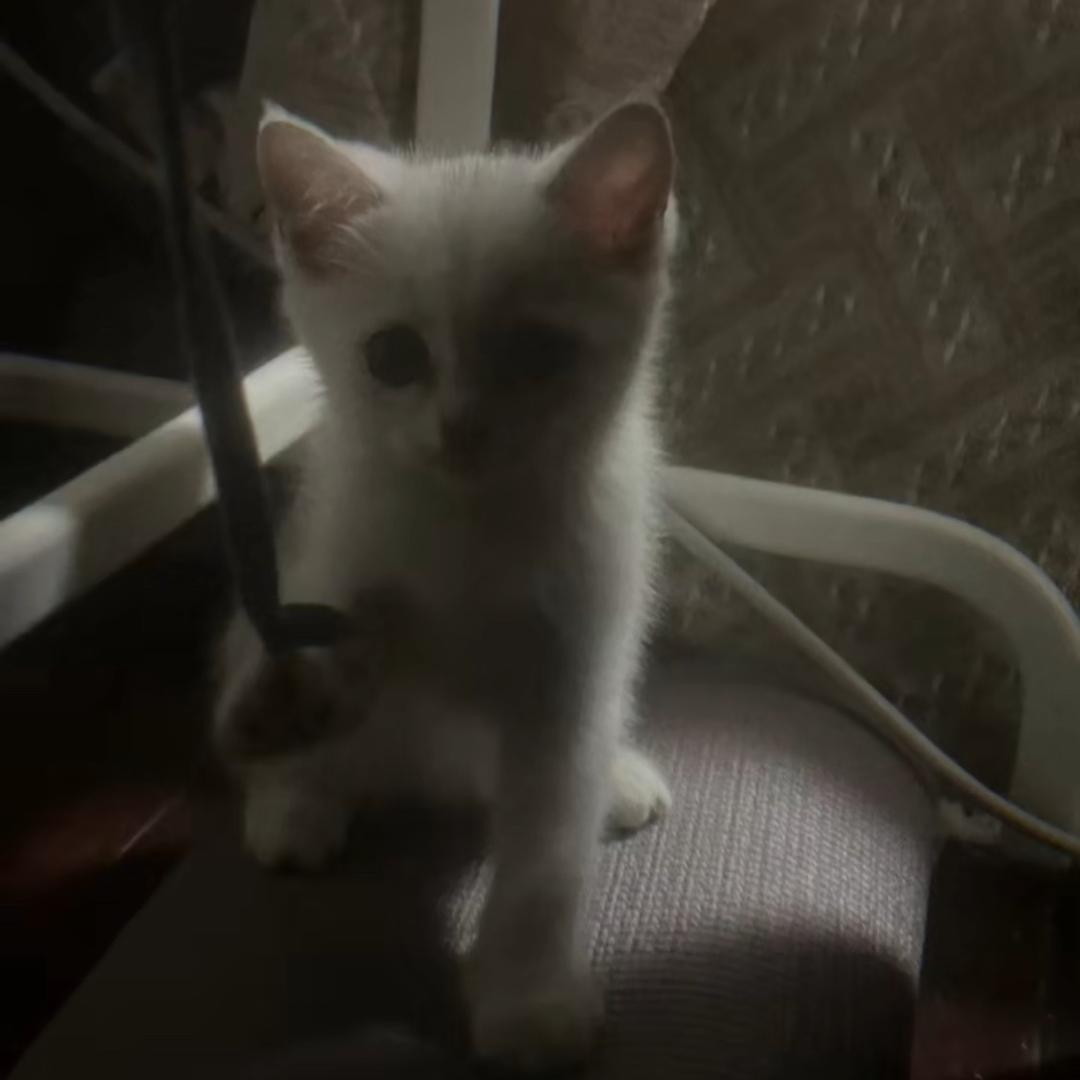 八汪犬儿