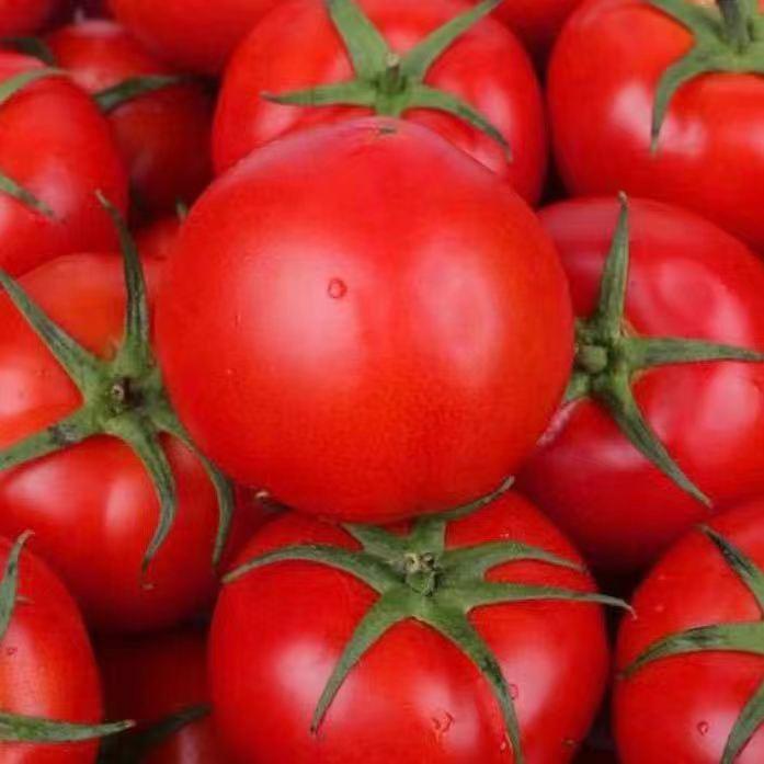 马老二蔬菜代收代发