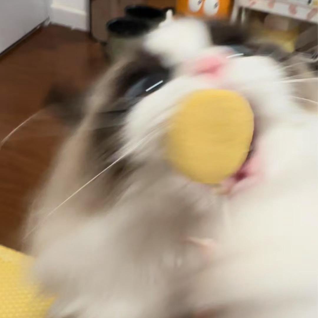 你好，五一🐈