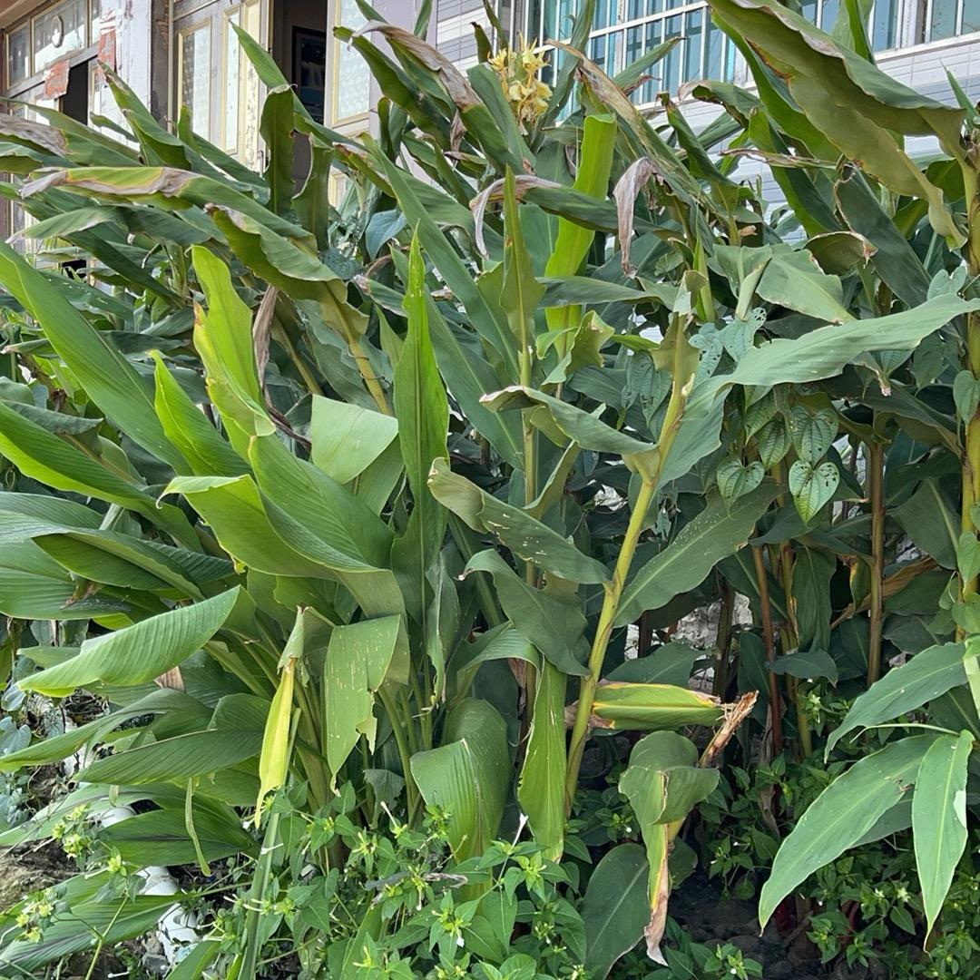 侗乡味｜土猪腊肉腌鱼