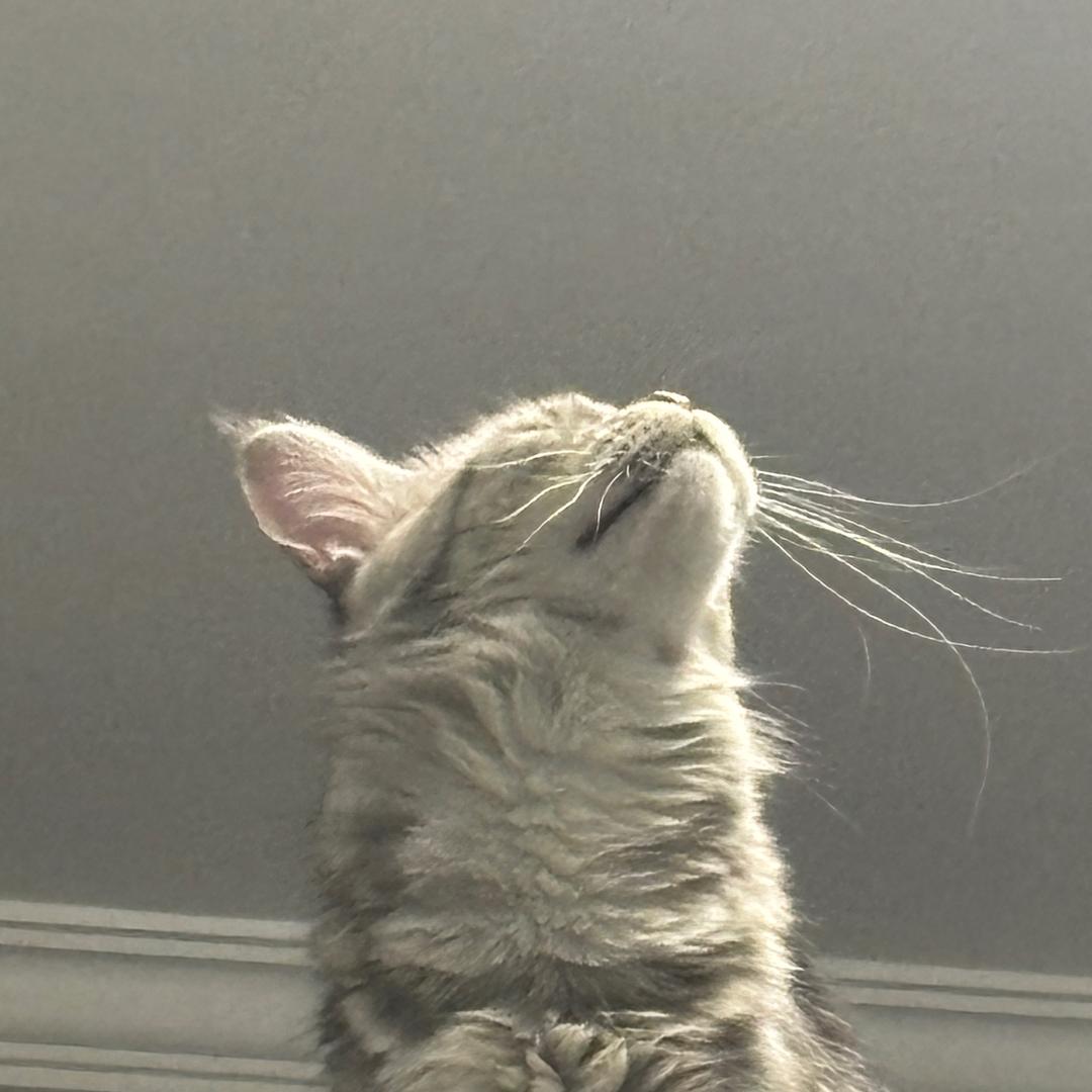 重生之开局变成一只猫