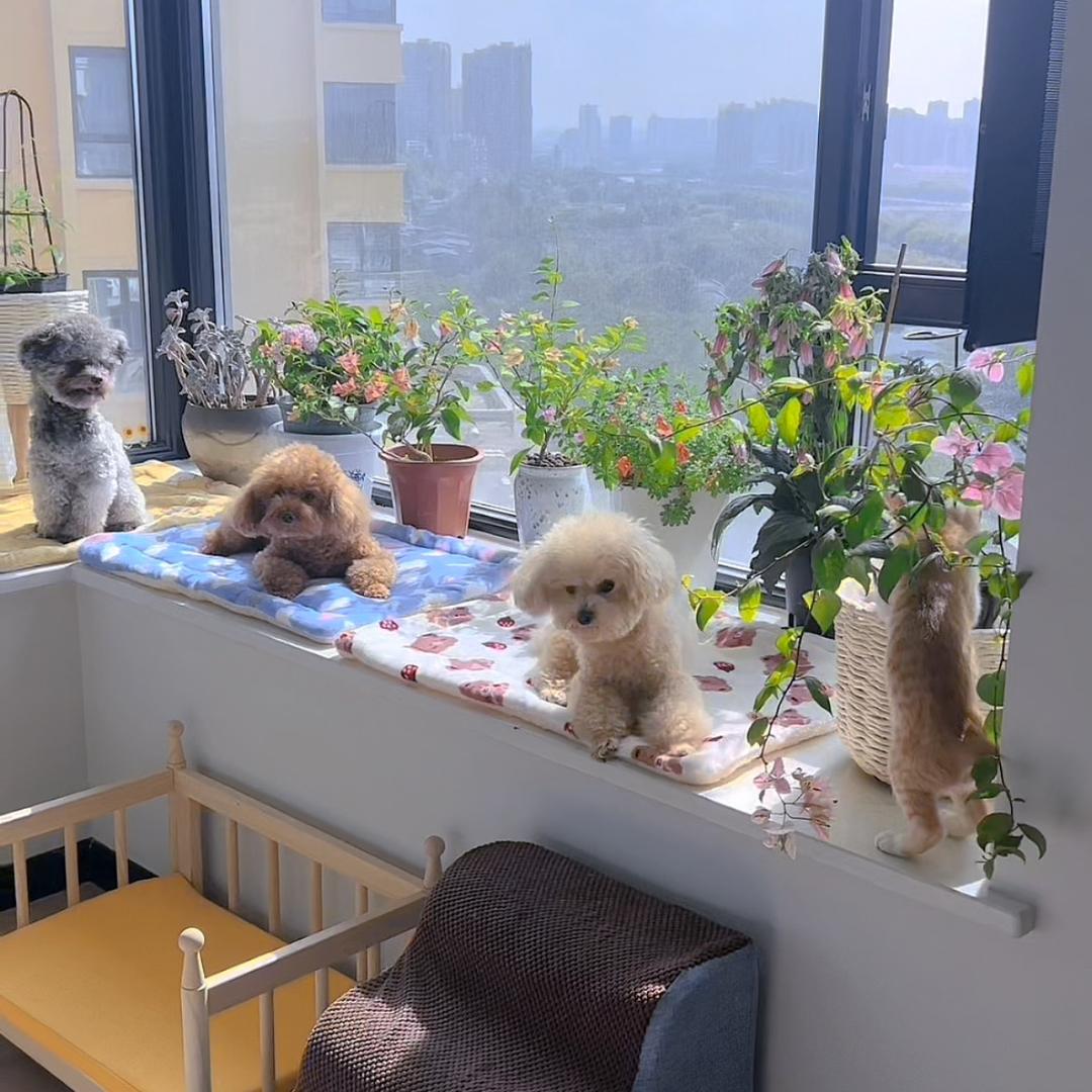 幸福萌宠四只小可爱🐶🐱🍡