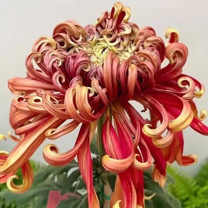 富贵花卉绿植
