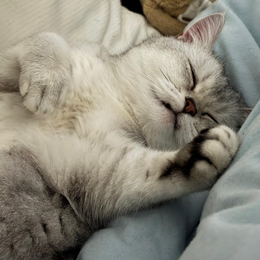 战神猫（暗区突围pc）