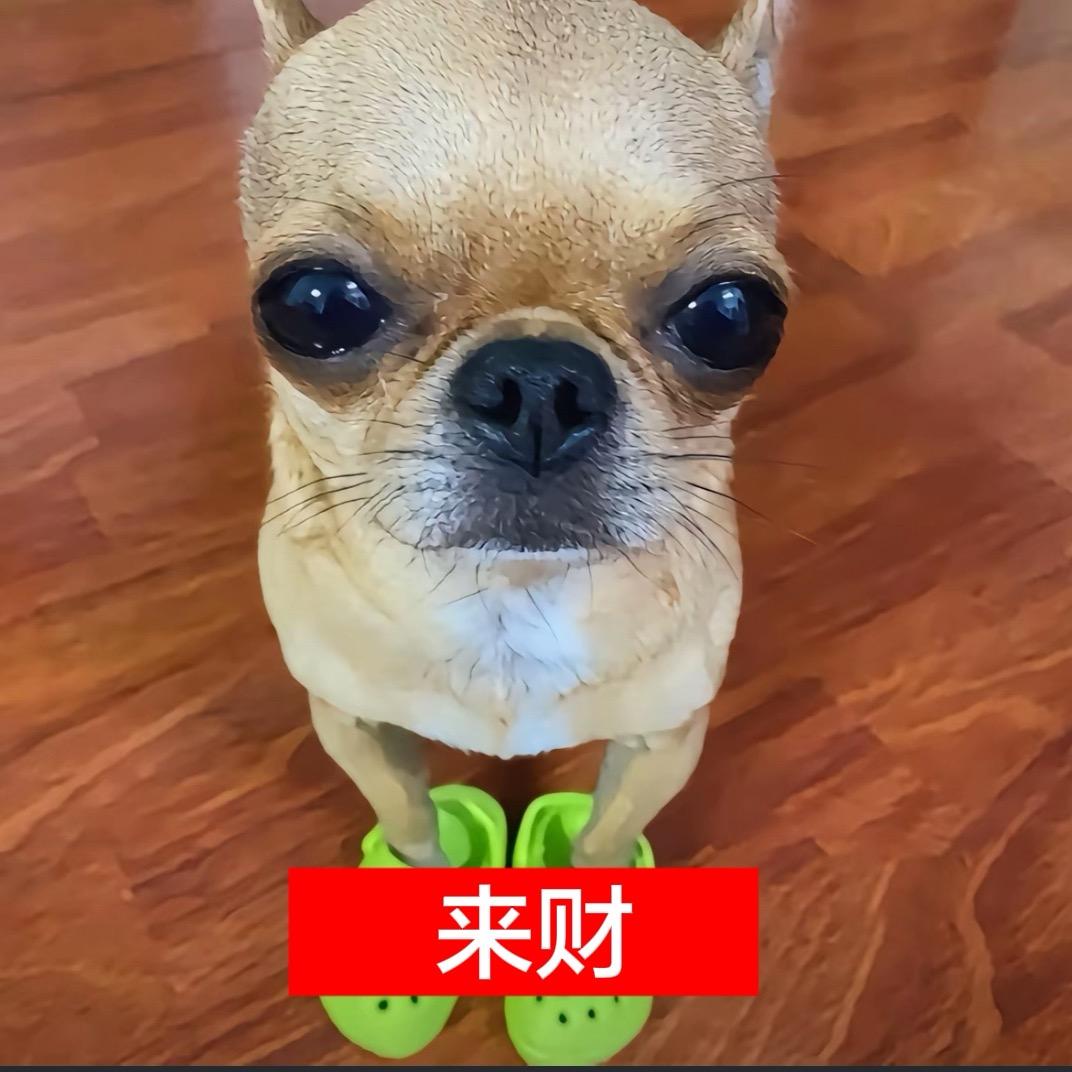 卖完手机就喂鸡.