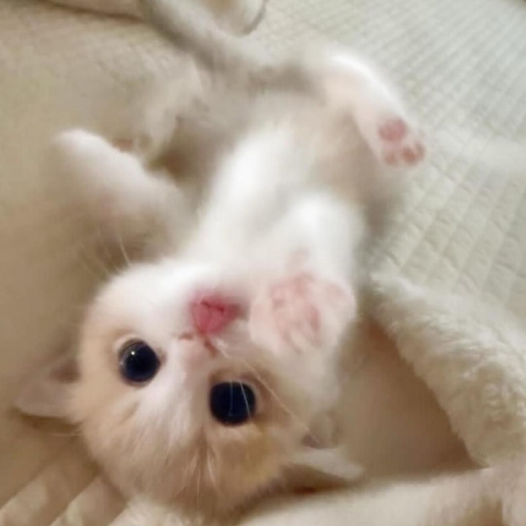 呆呆小猫🍓