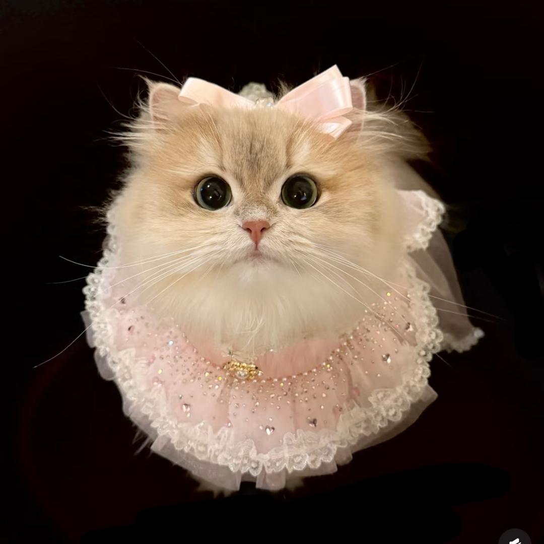 老赵讲猫-萱萱