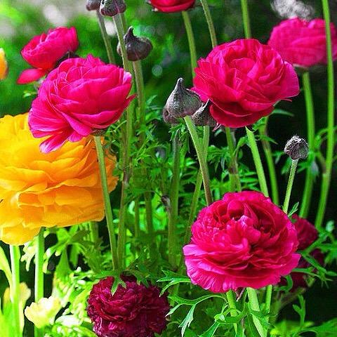 🌺平安相随🌺