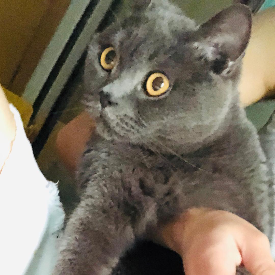 猫先生🌜