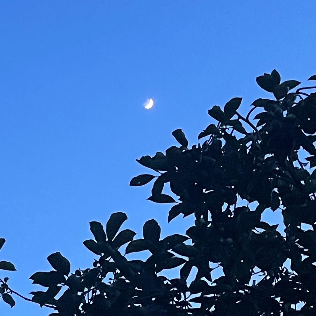 须臾核桃仙