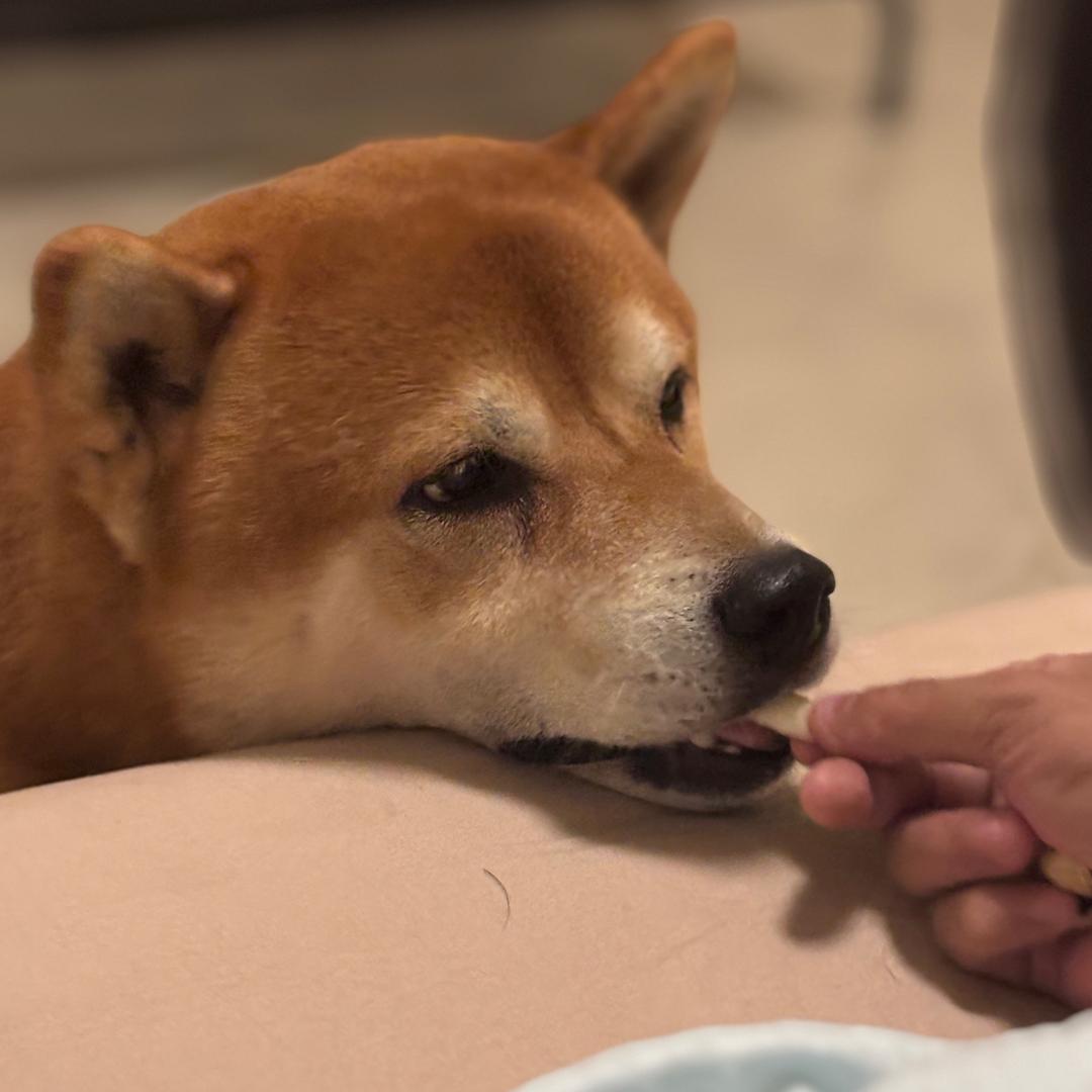 如若当初🍀