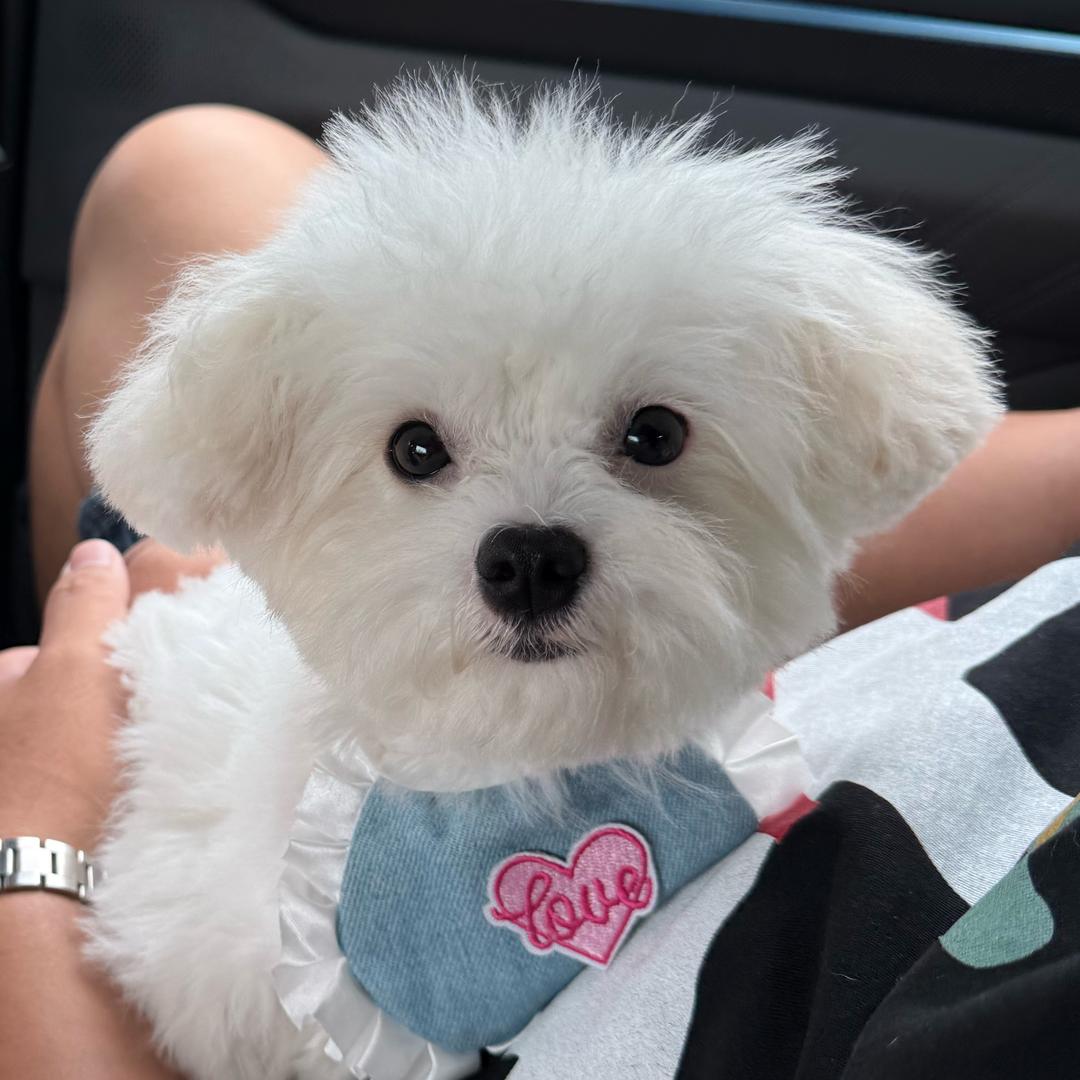 可乐🐶