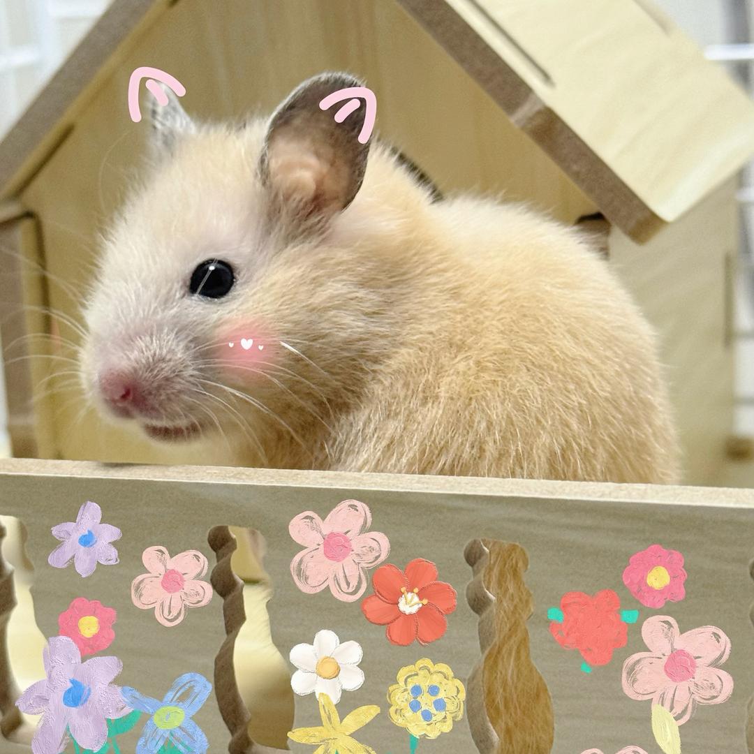 菜鼠裹裹🐹