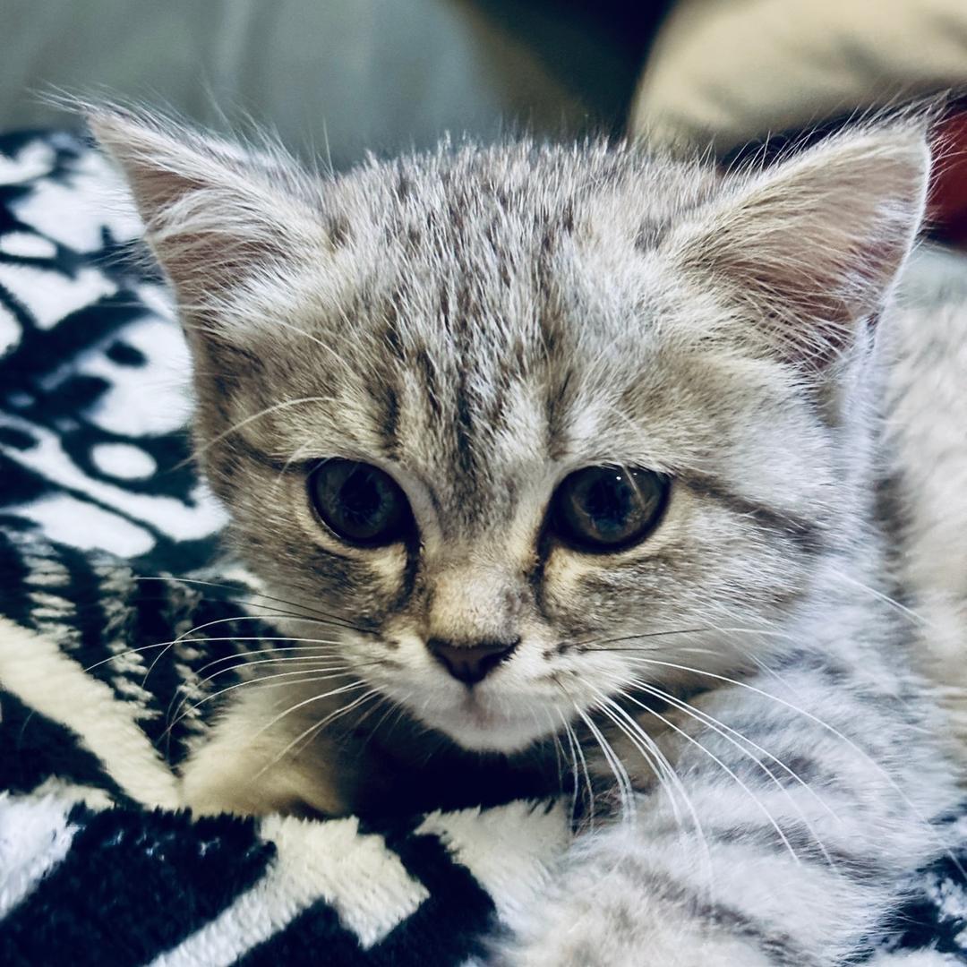 咪咪Kiz🐱