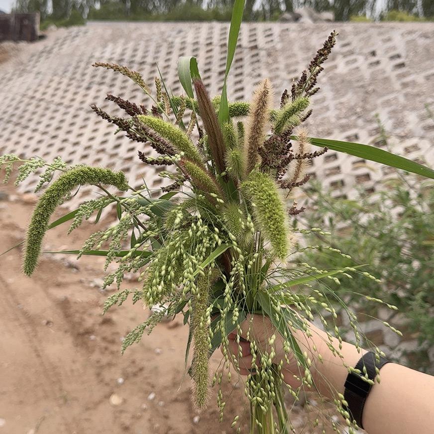 花生豆