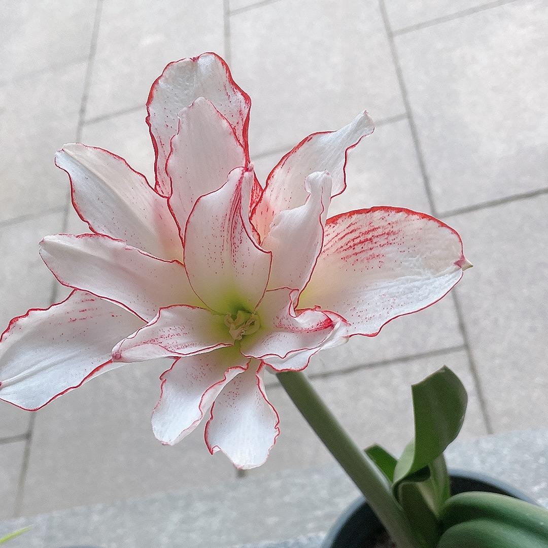 东阿巨美特抗衰问题肌肤