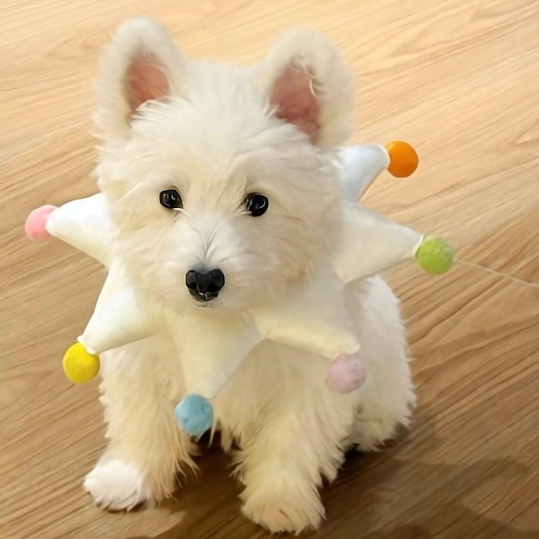 做快乐小狗🐶（见过万妮达版）