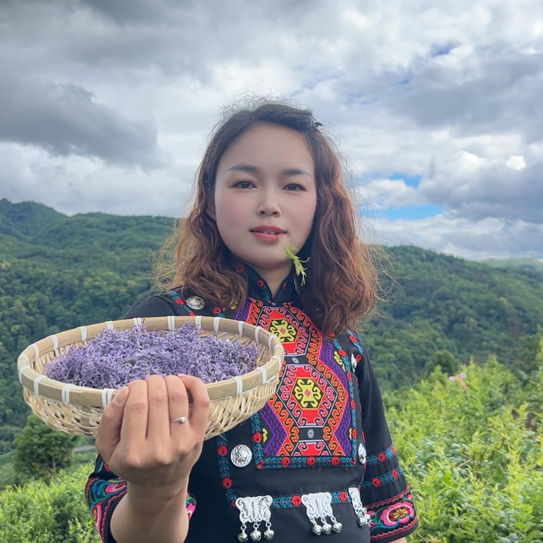 土家莓茶（藤茶）苗妹儿
